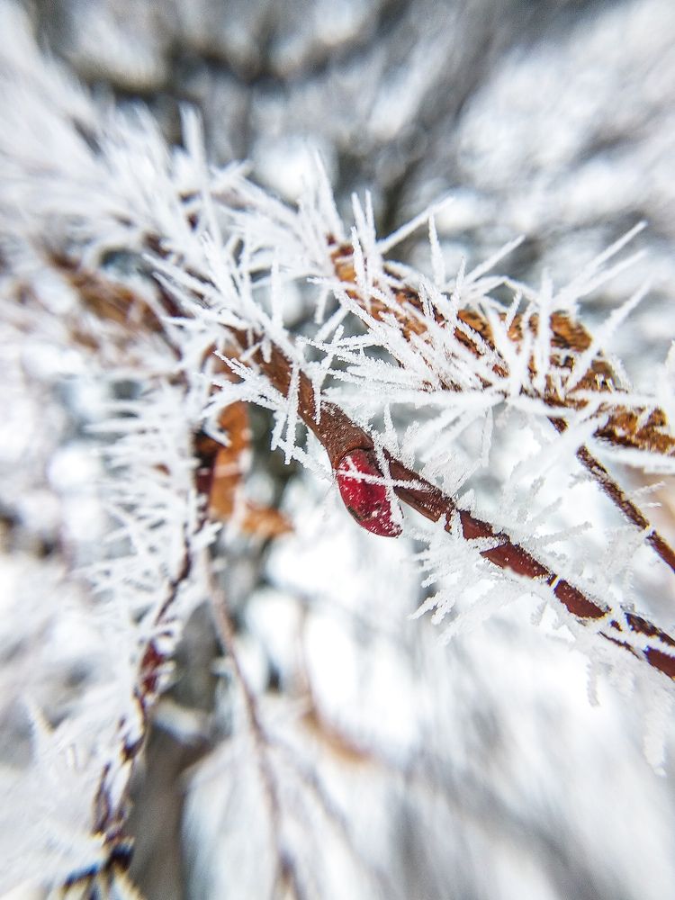 Фотография автора Светлана Сергеевна