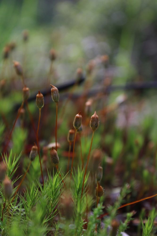 Photograph by Полина Зайцева