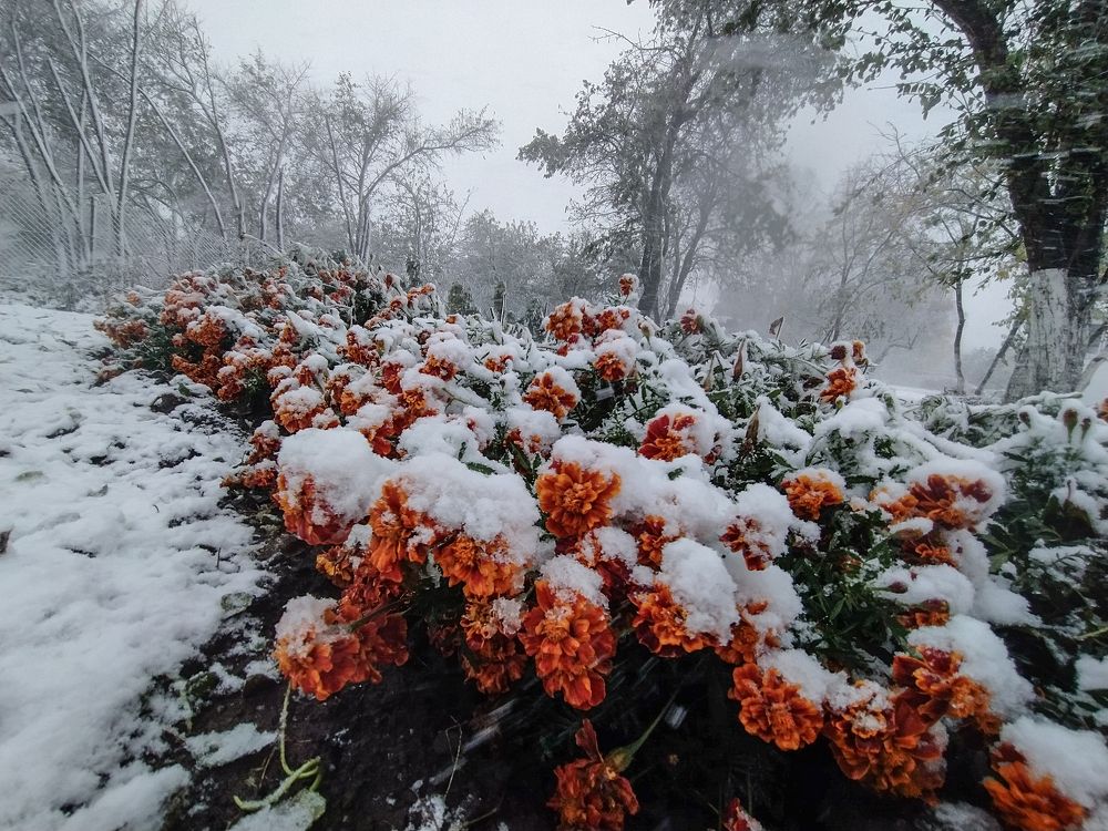 Внезапный снег