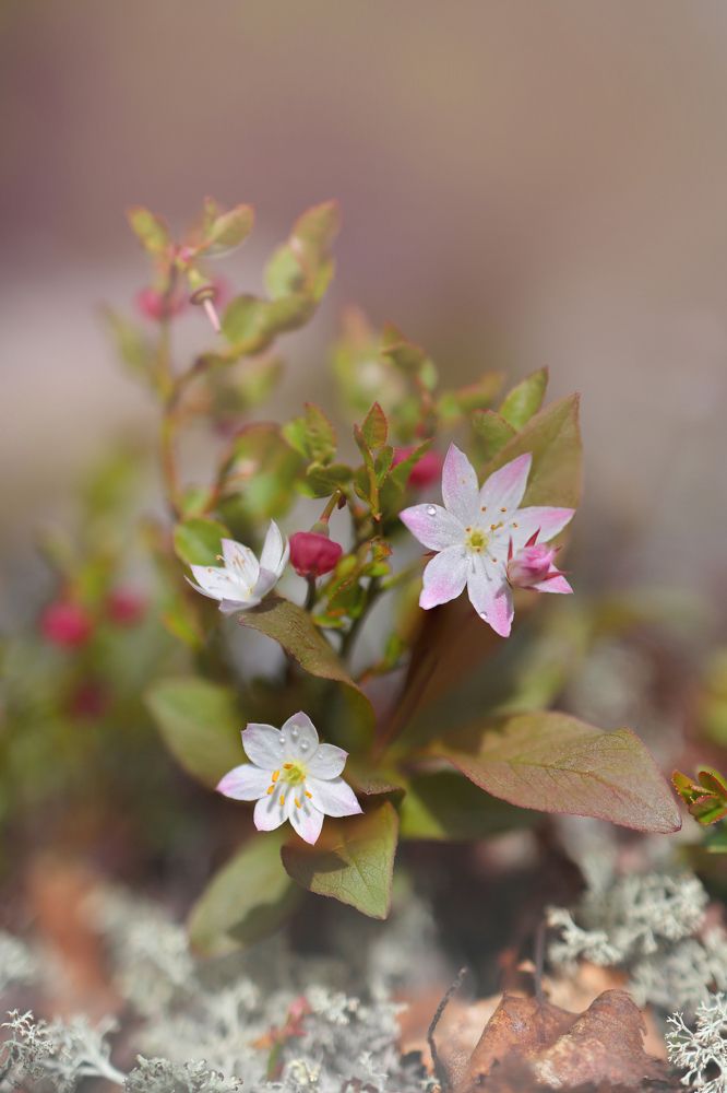Цветущие седмичник да черничник.