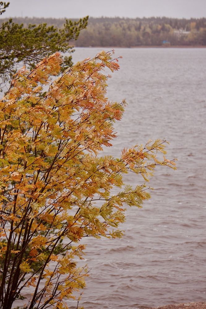 Photograph by Oksana Smorodina