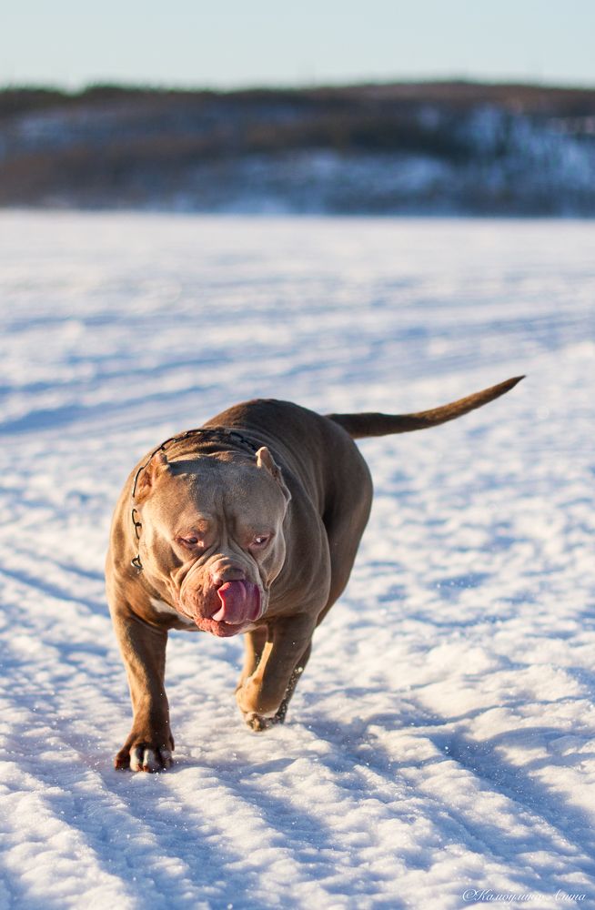 Photograph by Алина Камбулина