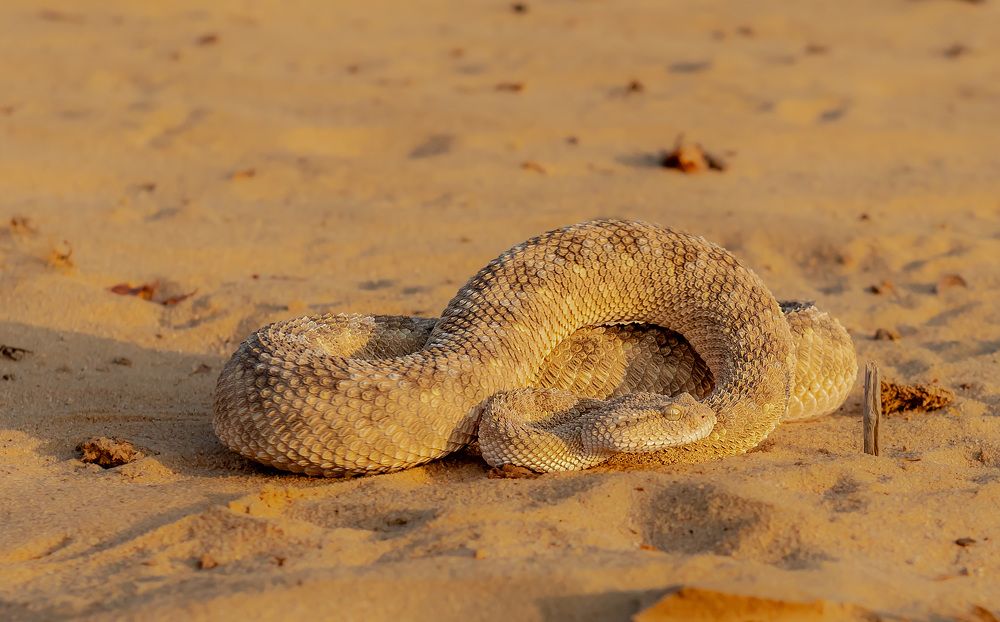 Фотография автора Sajeev Krishnan