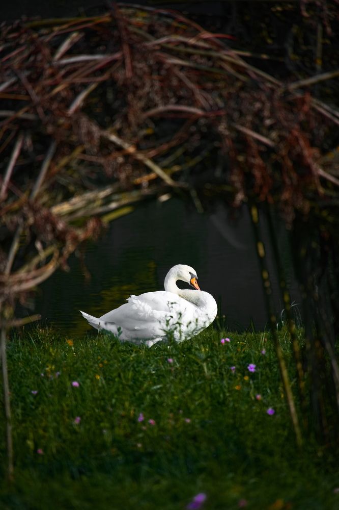 Photograph by Dimitrije Todorovic