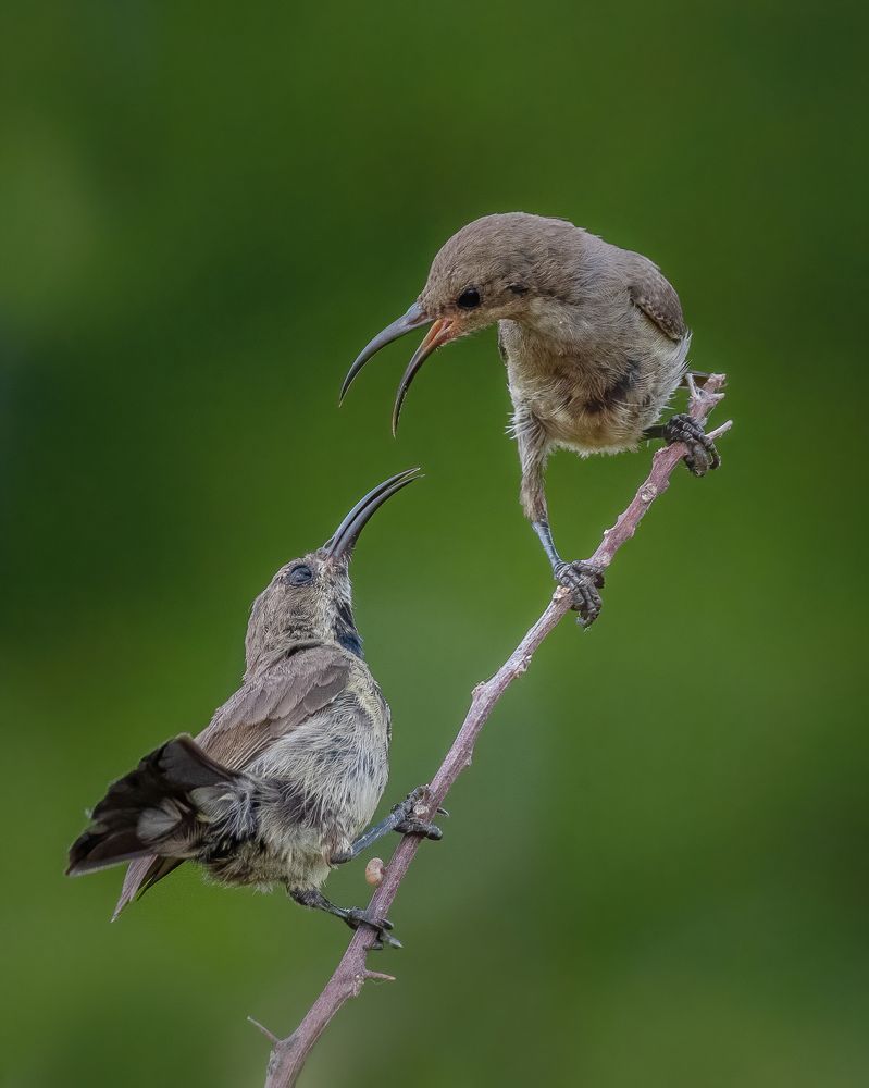 Photograph by Ammar alomari