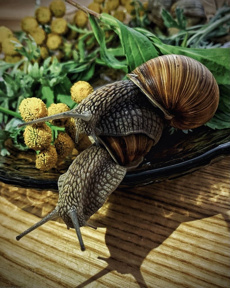 Photograph by Надежда Смирнова