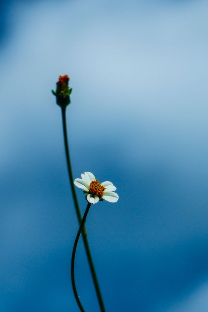 Фотография автора Efrain Castro