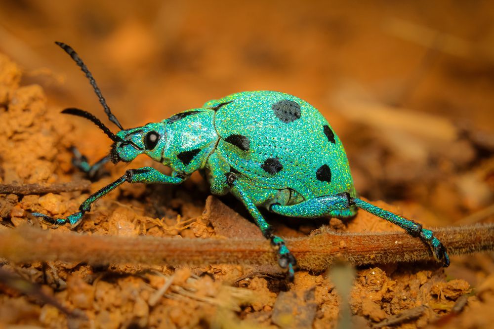 Photograph by Bruna Pinto Pereira