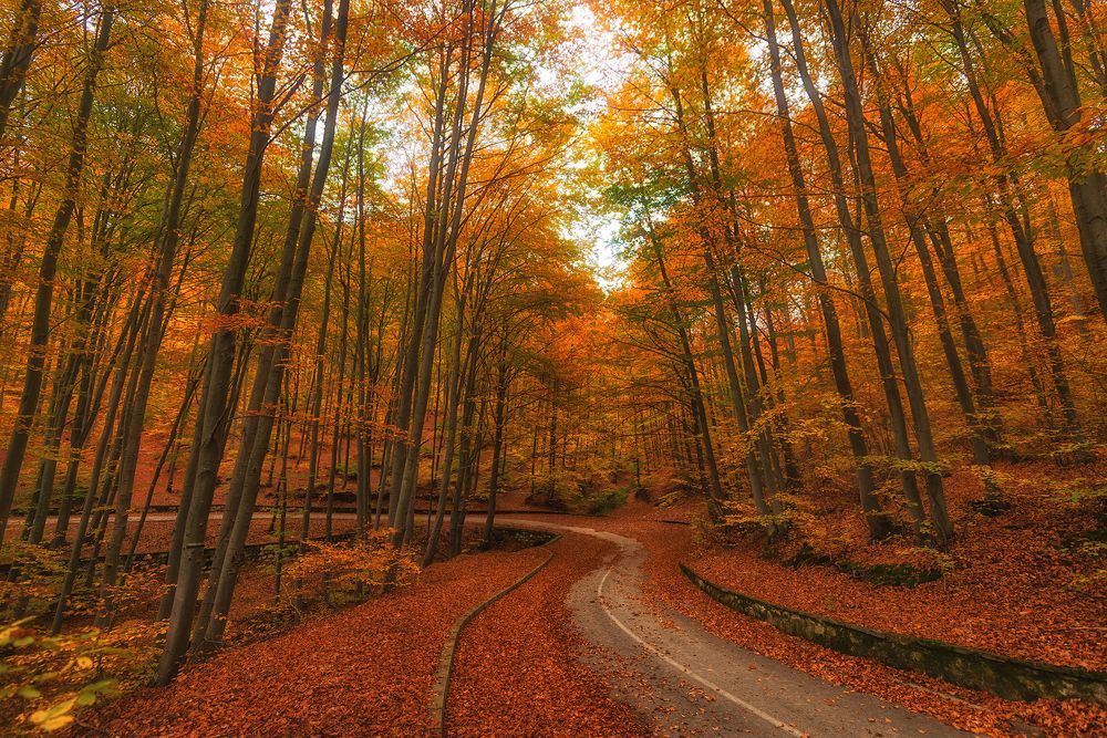 Photograph by Георги Петров