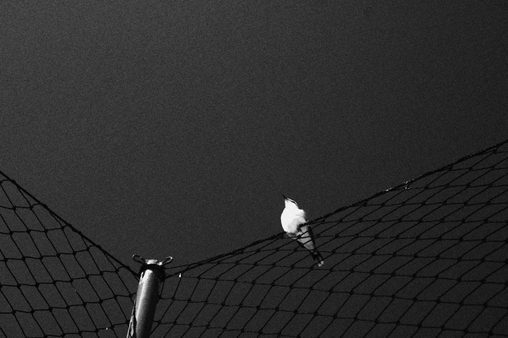 Photograph by Adrielly Mendes Abade