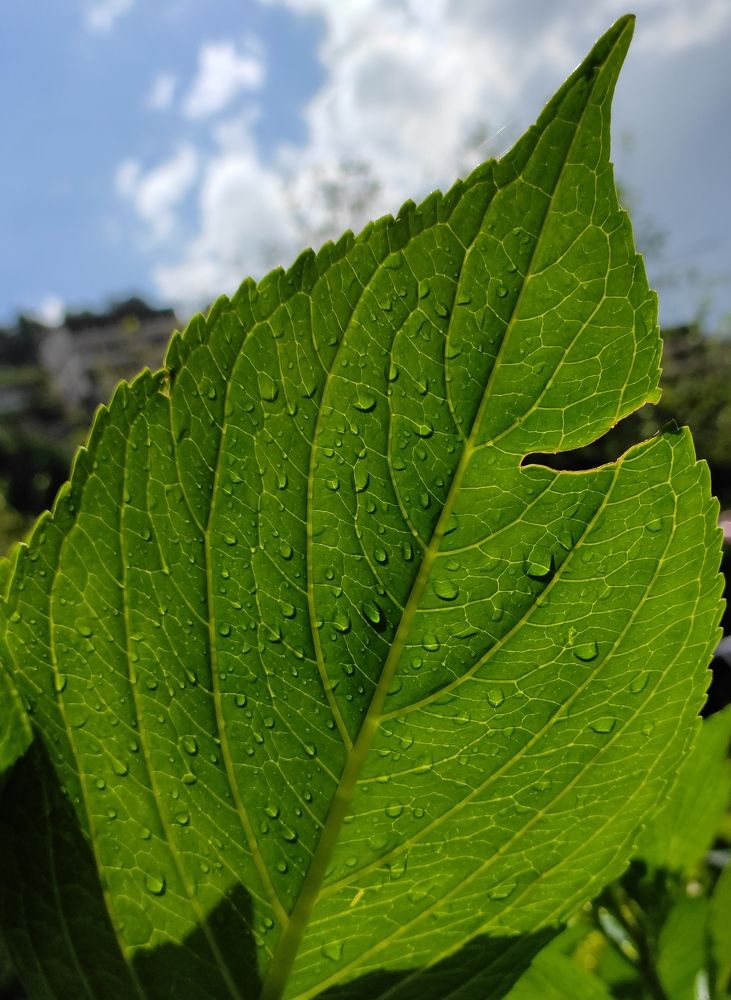 Photograph by Ritu Dinkar