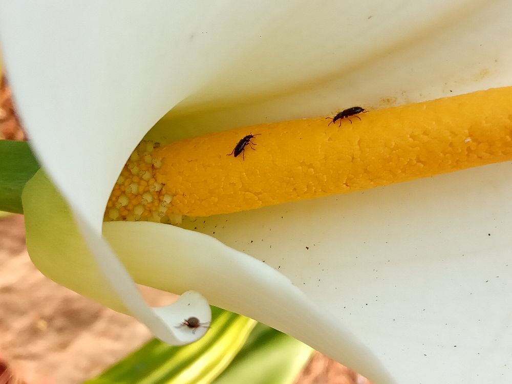 Photograph by Ritu Dinkar