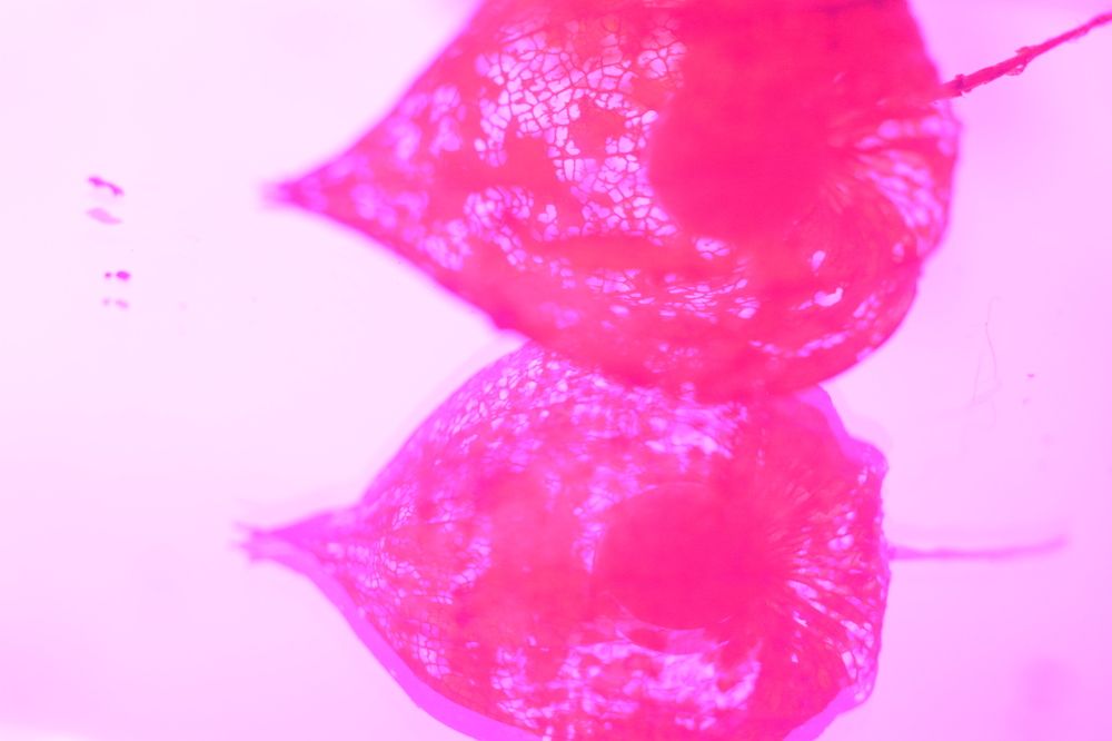 Photograph by Ольга Истомина