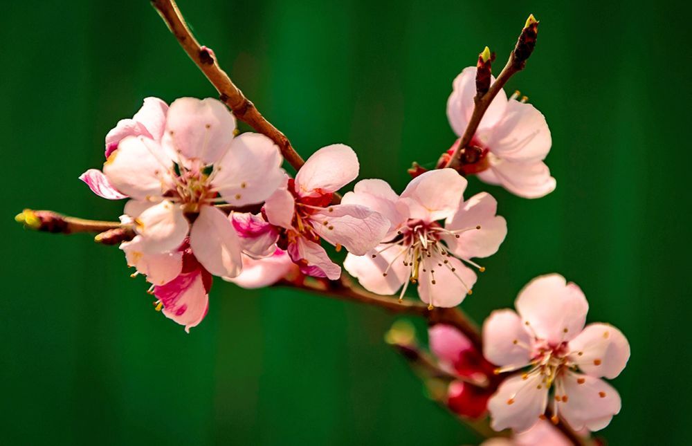 Photograph by Олег Волков