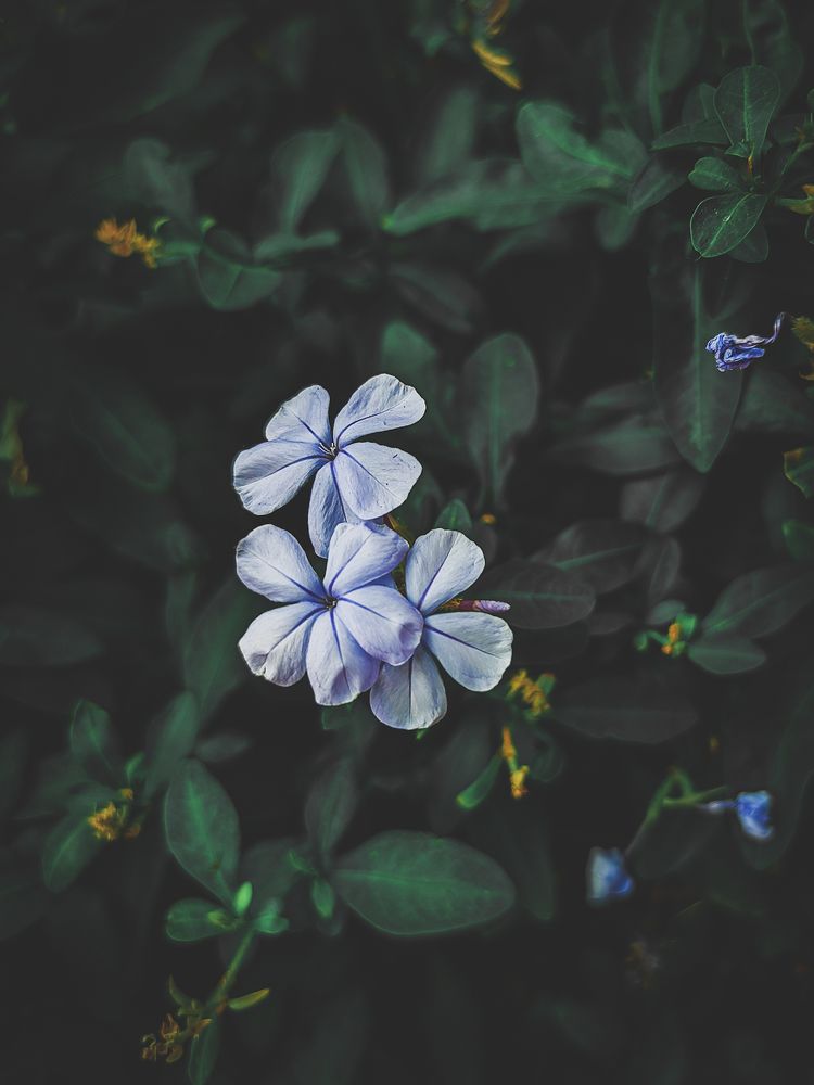 Photograph by Tajudin Shaik