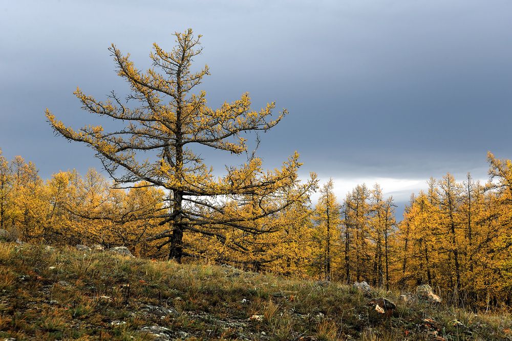 Время лиственниц
