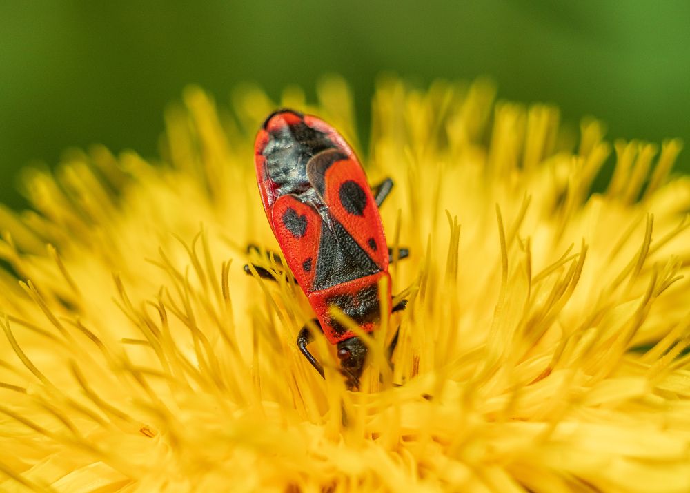 Фотография автора Васильев Игорь