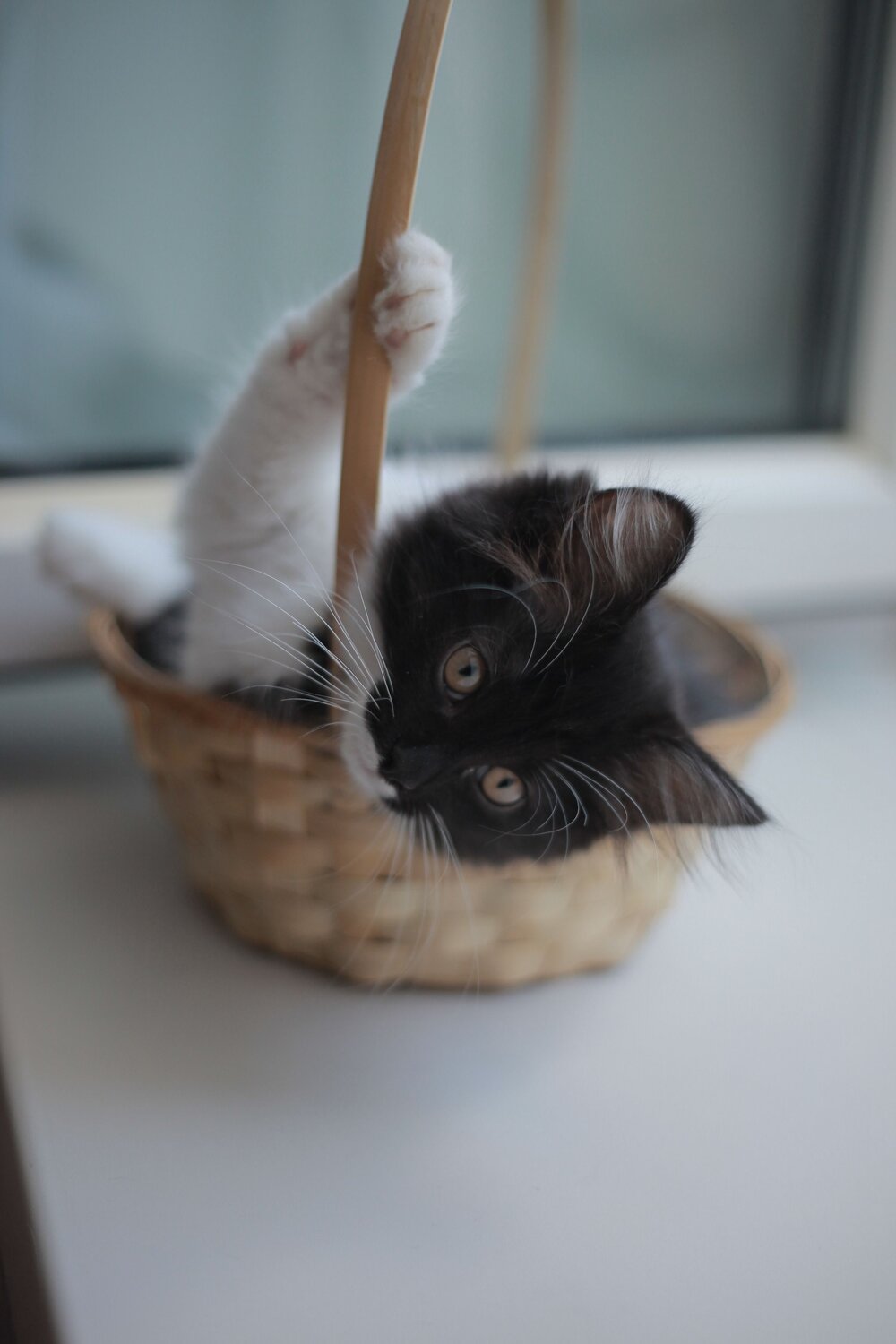 Photo #9702547