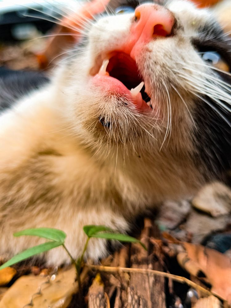 Photograph by Praveen