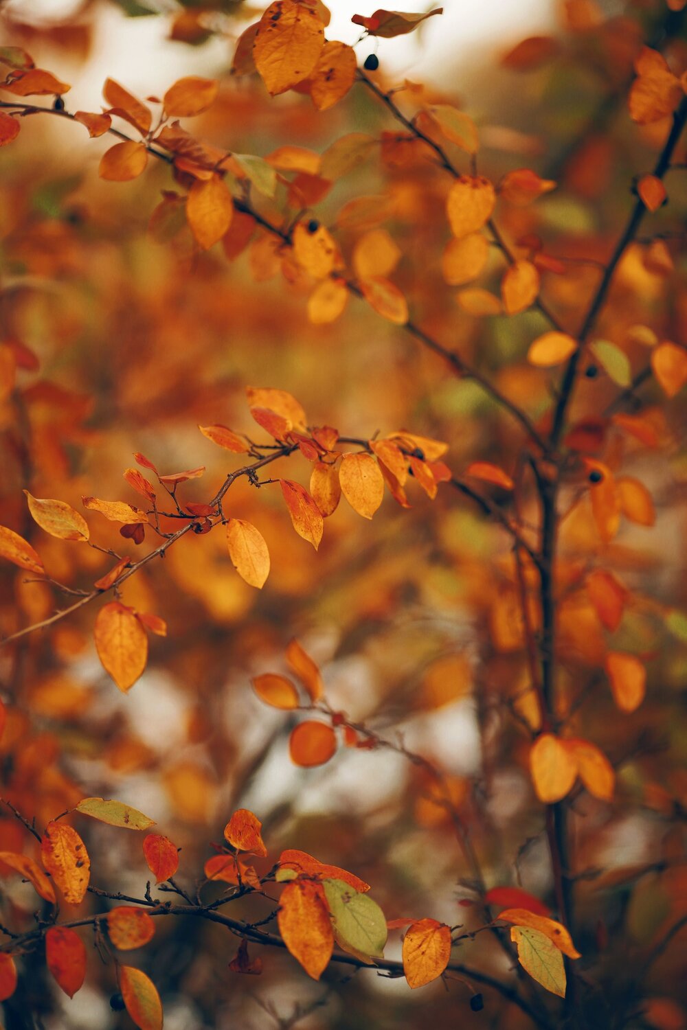 Photo #9702618