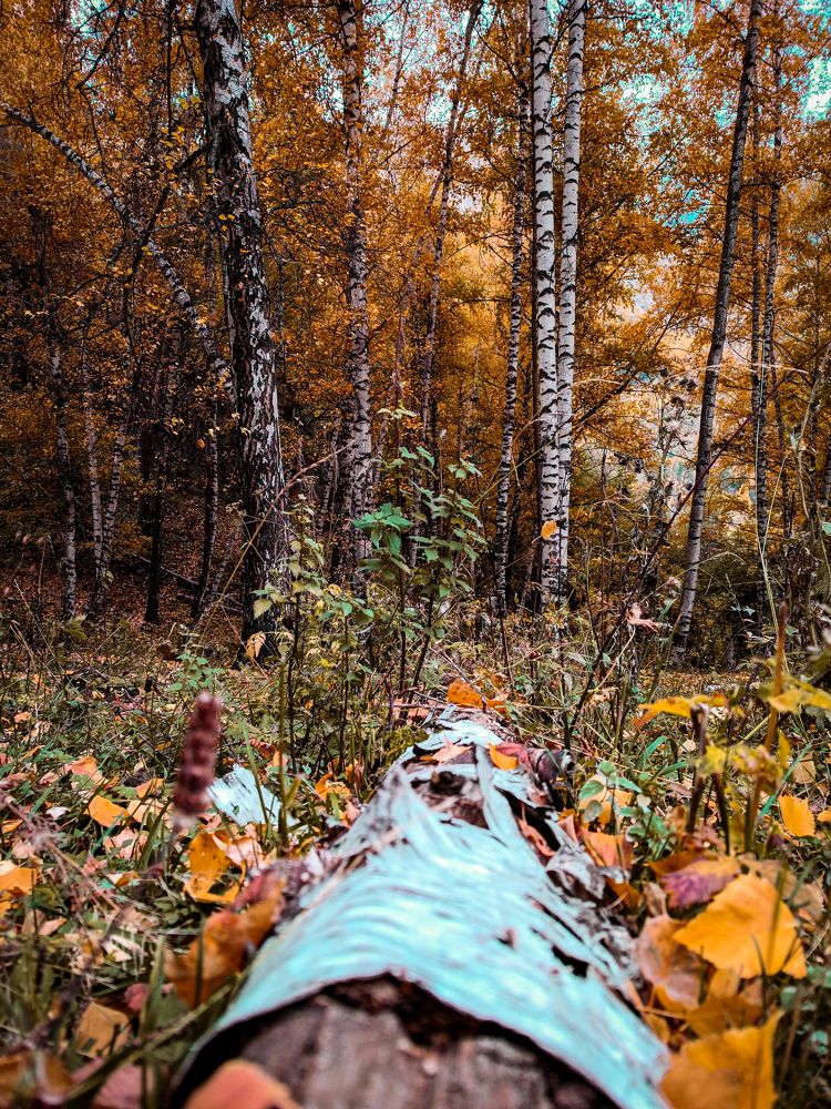 Photo #9702640
