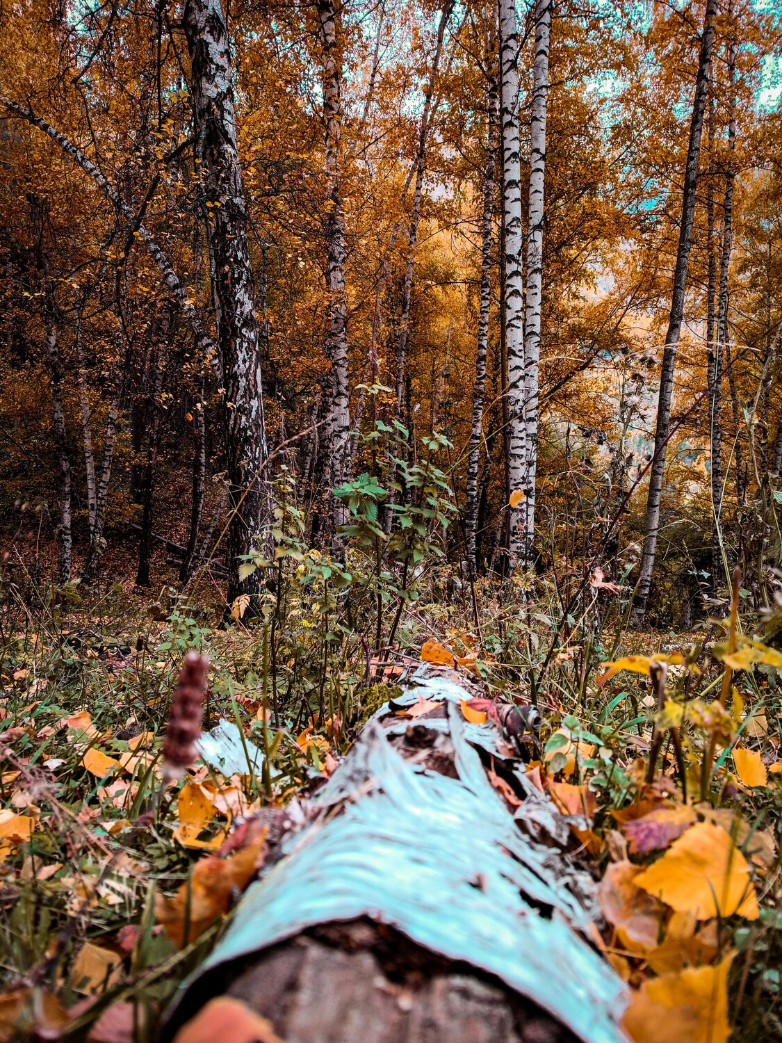 Photo #9702640
