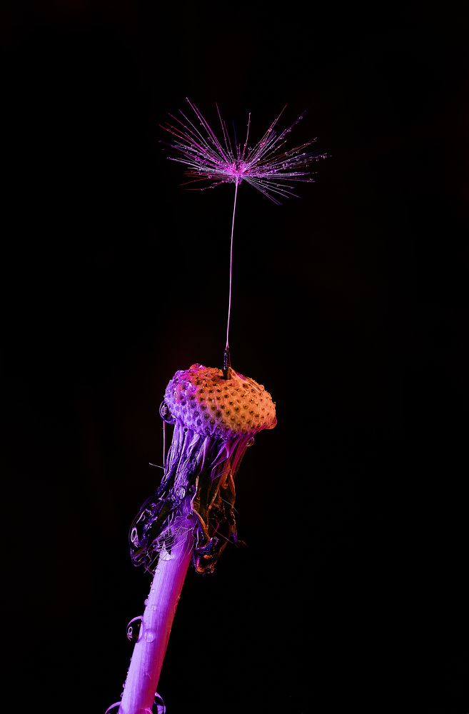 Photograph by Stéphane Boucher