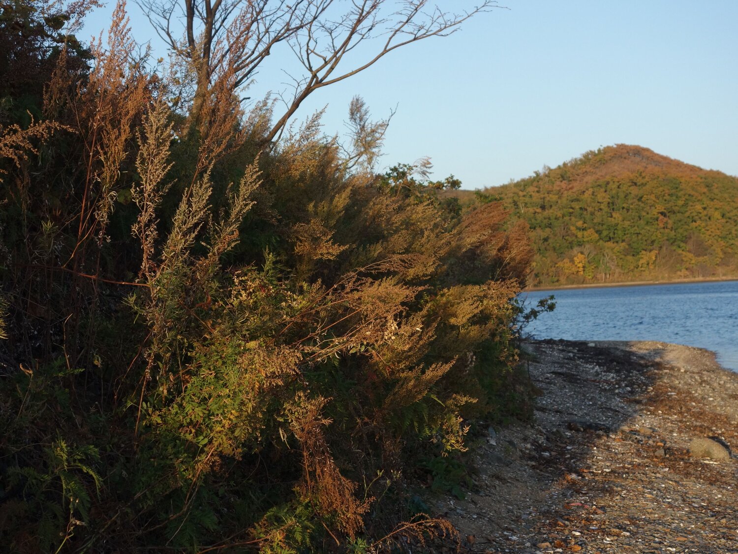 Photo #9702870