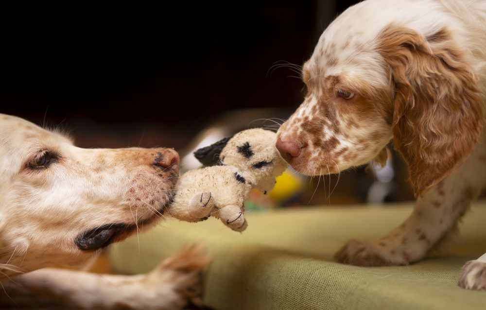 Photograph by Александр Чибиркин