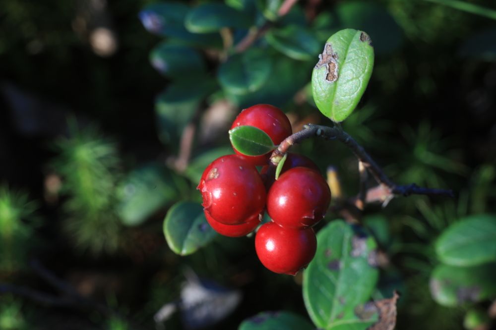 Photograph by Владимир Грибков