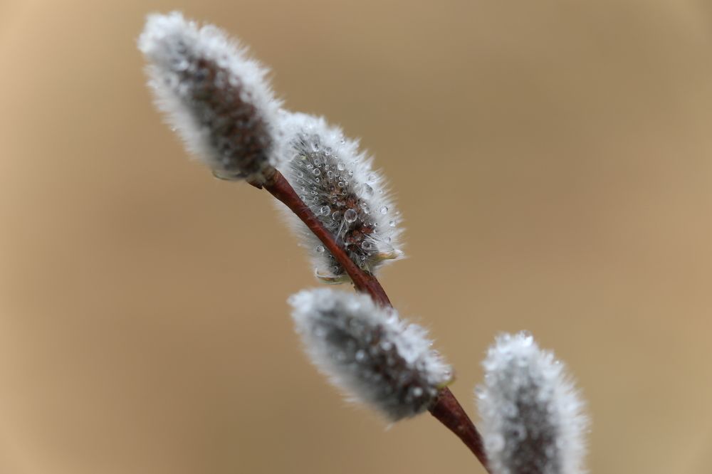 Photograph by Владимир Грибков