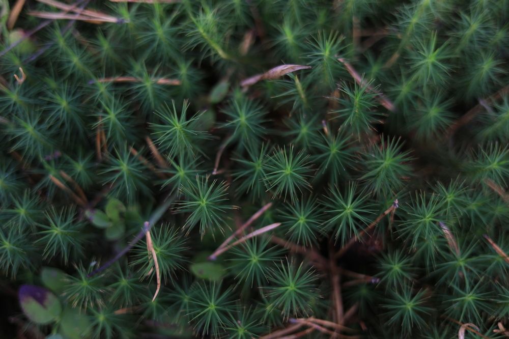 Лесной мох на болоте