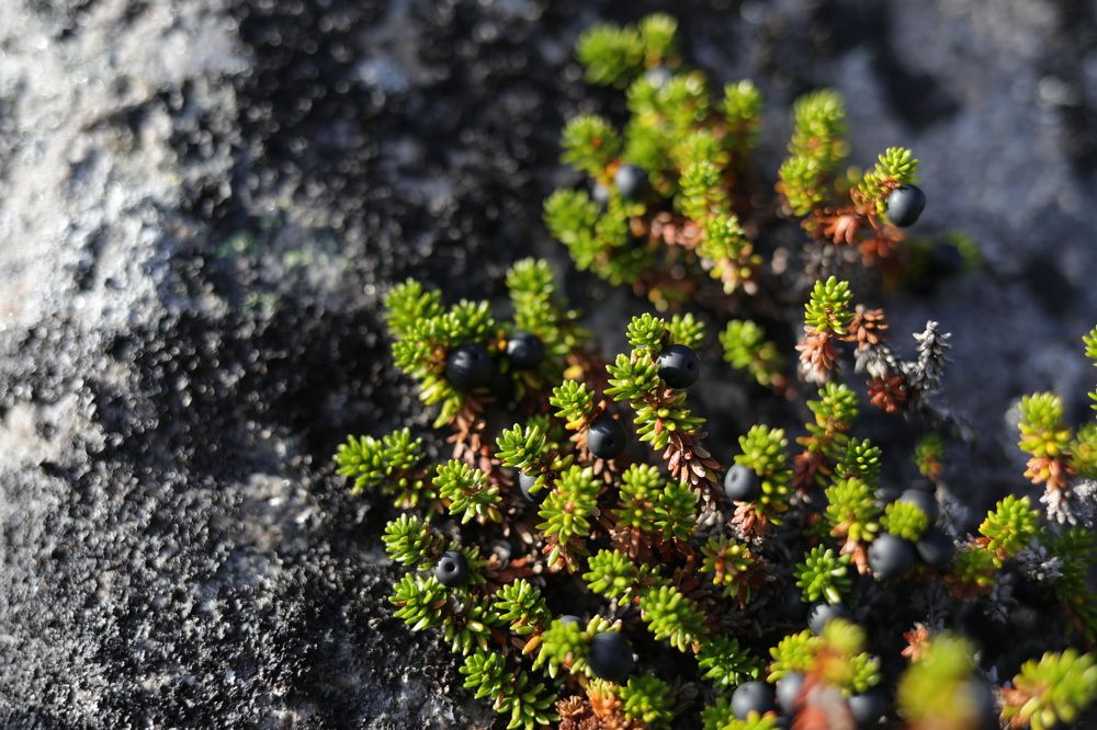 Photograph by Владимир Грибков