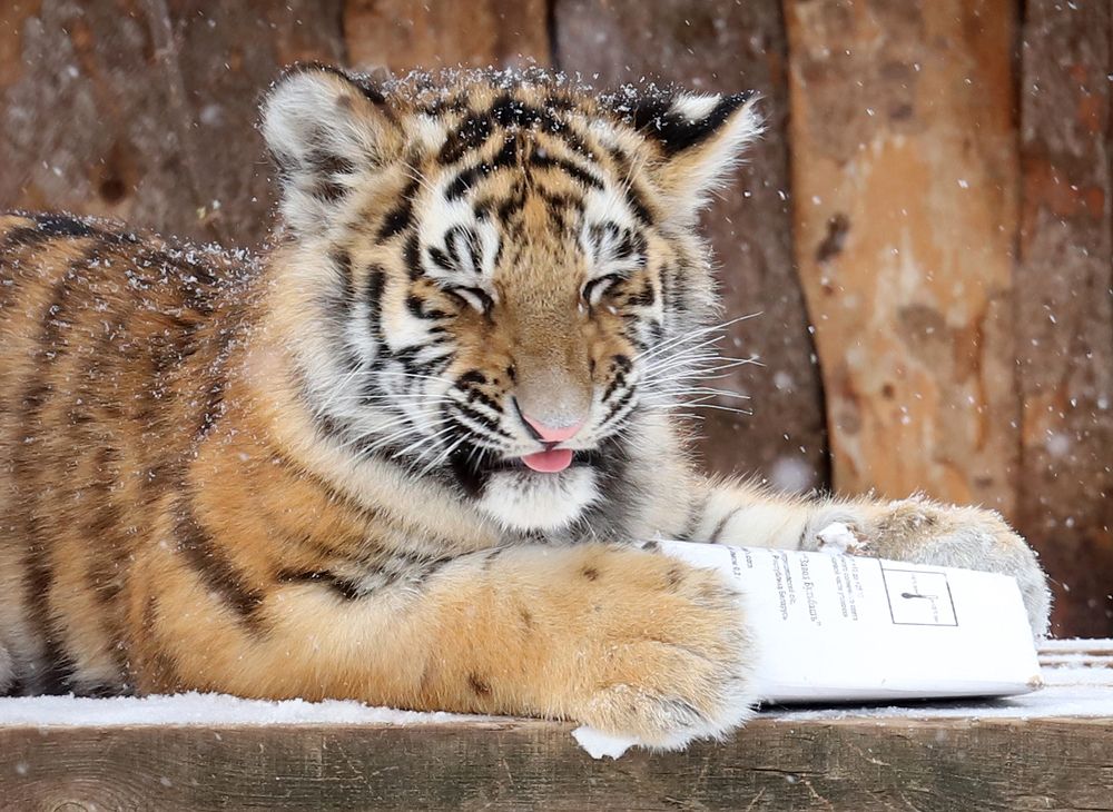 Фотография автора Светлана Бакулина