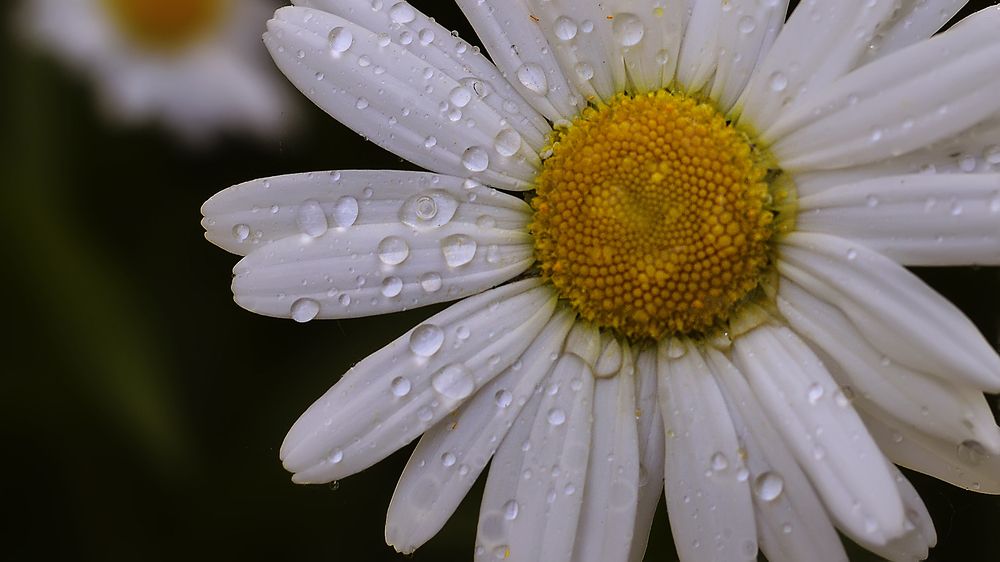 Photograph by Алексей Парамонов