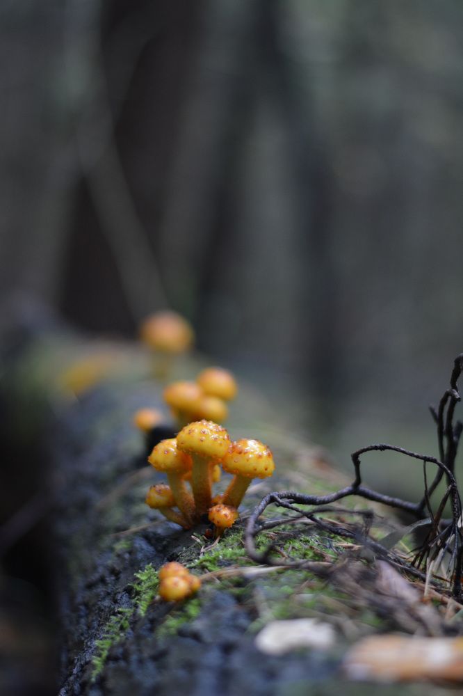 Фотография автора Mila Prophoto