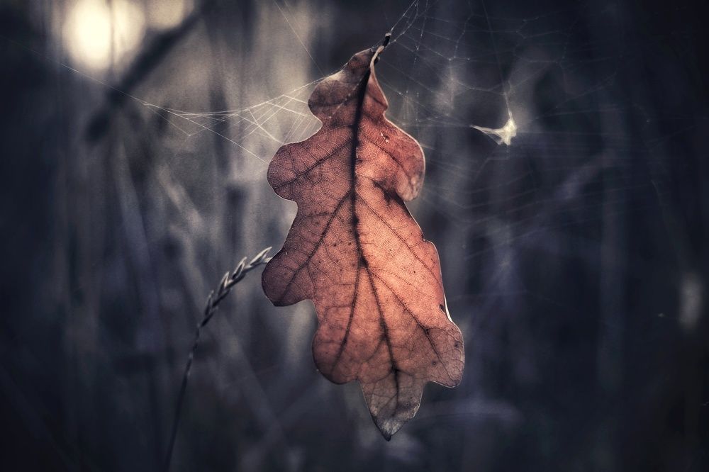 Photograph by Инна Карасева