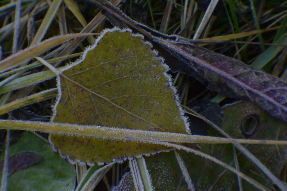 Photograph by Ольга Истомина