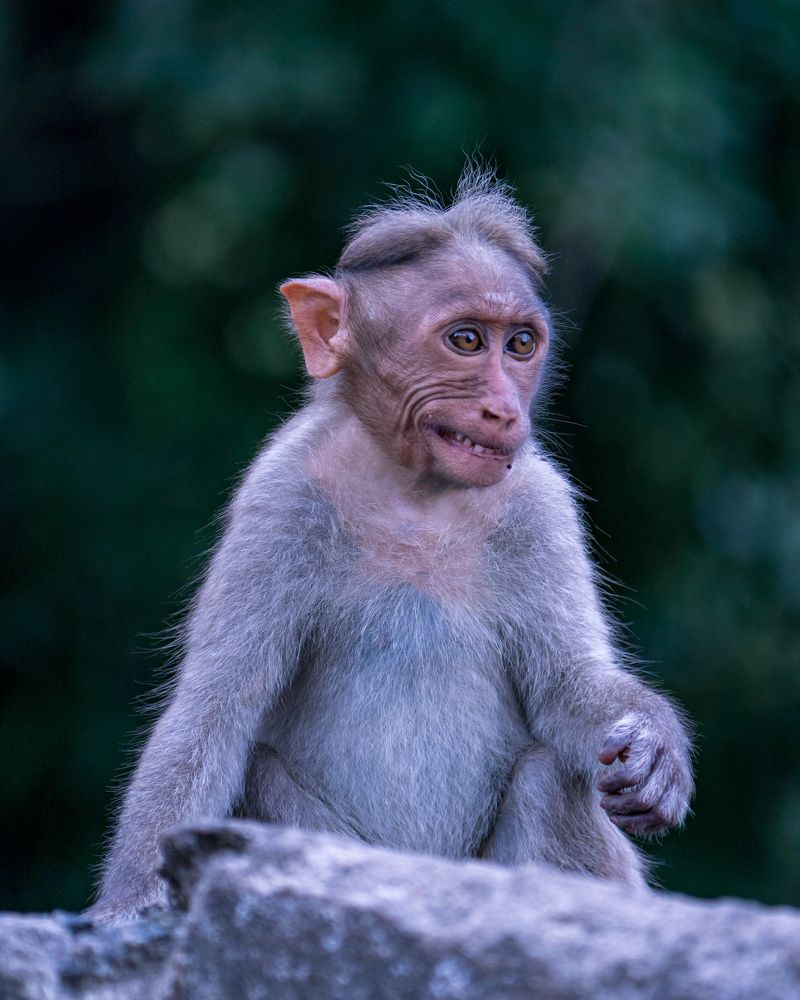 Photograph by Herald Jaison