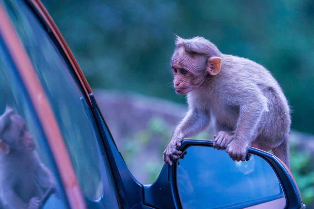 Photograph by Herald Jaison