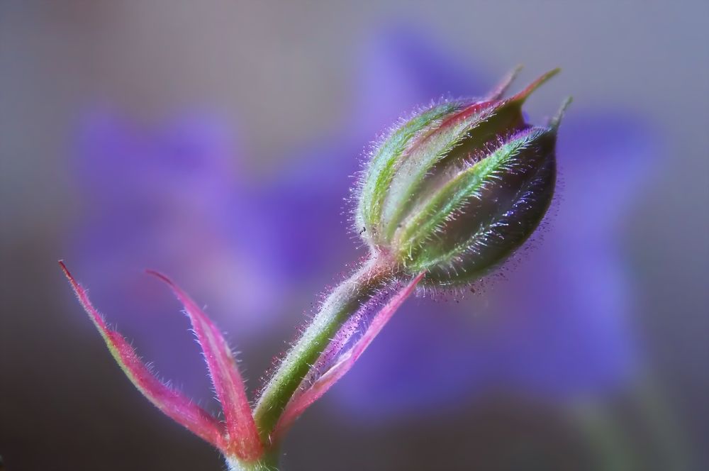 Цвет герани луговой