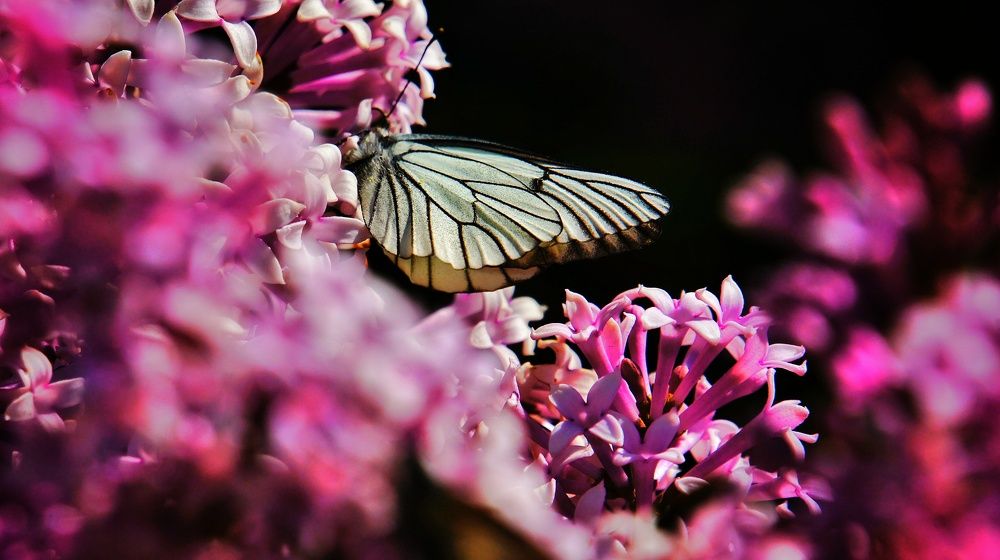 Photograph by Владимир Огородников
