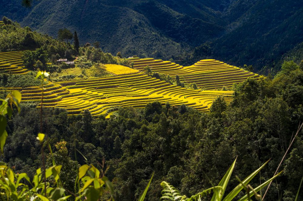 Ripe Rice Field In The Middle Of The Forest