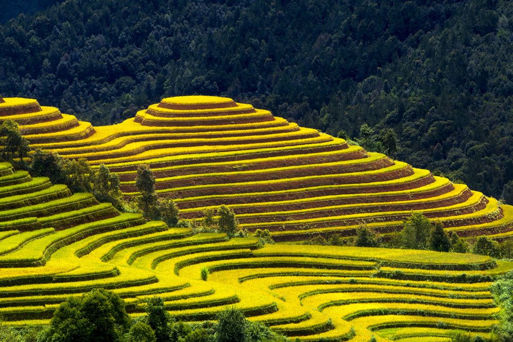 Terrraced fields in ripe rice season.