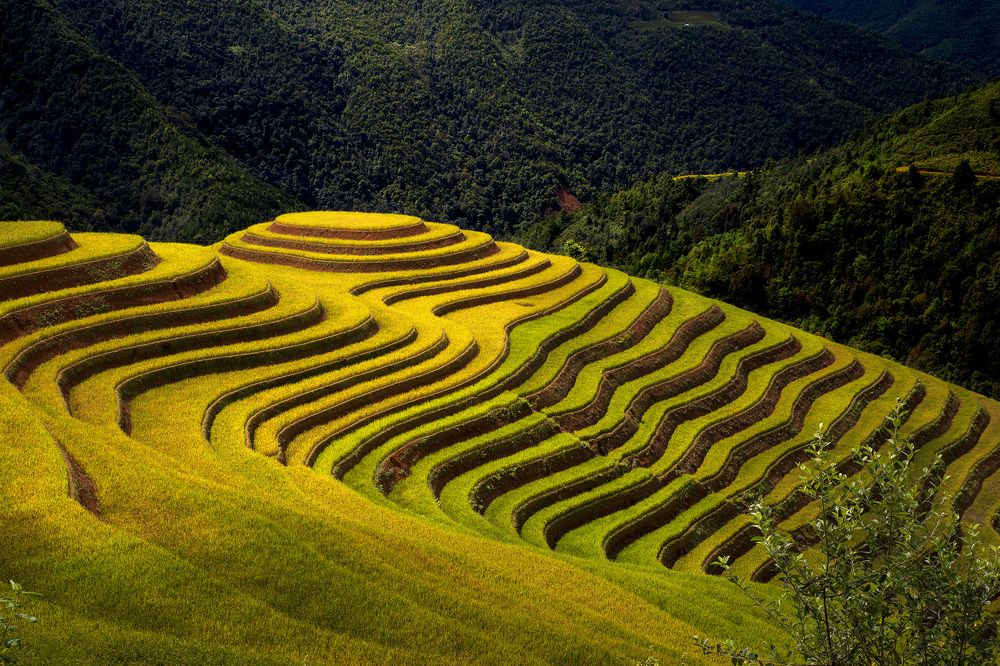 Terraced fields in ripe rice season