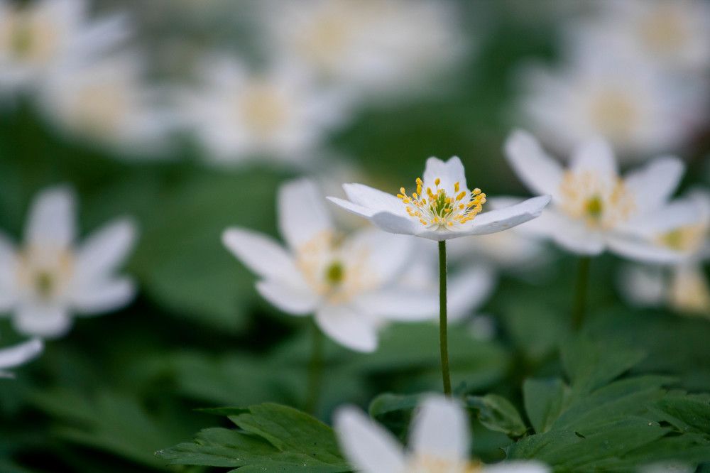 Photograph by Наталья Войтеховская