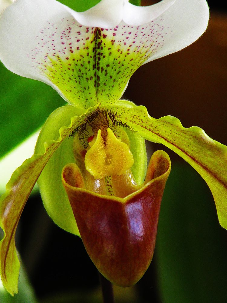 венерин башмачек