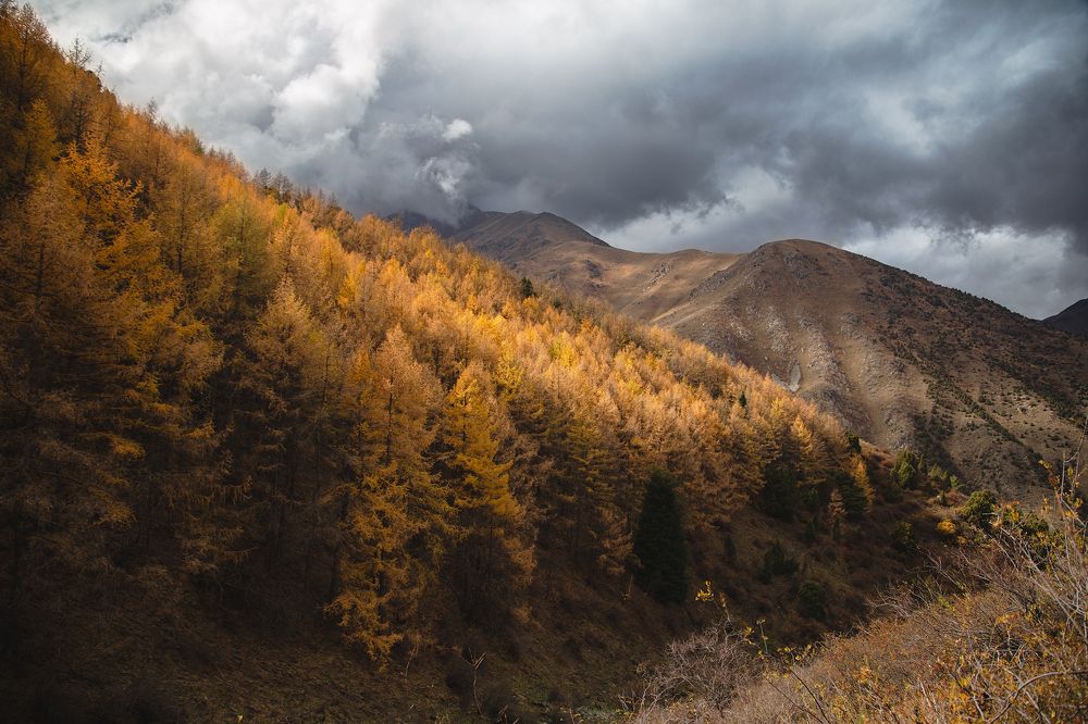 Бал для лиственниц