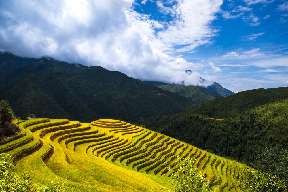 Terraced fields in ripe rice season