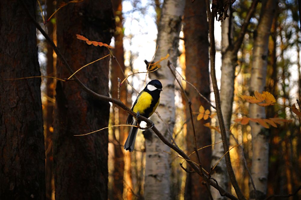 Photograph by Татьяна Бешенкина